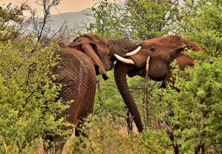 elephants, wilderness, safari, south africa, nature, grass, forest, country, animals, wildlife, safari, safari, south africa, south africa, country, wildlife, wildlife, wildlife, wildlife, wildlife