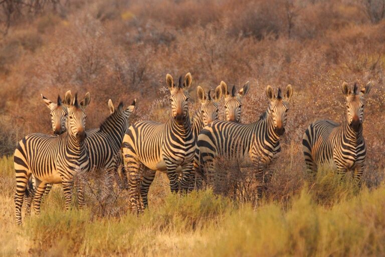 zebras, animals, africa, south africa, nature, namibia, savannah, safari, wildlife, africa, africa, africa, africa, africa, south africa, south africa, south africa, safari, safari