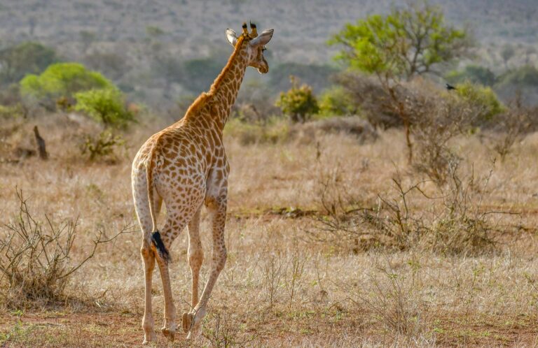 Giraffe walking through the arid savanna landscape in South Africa's Bo-Karoo region.