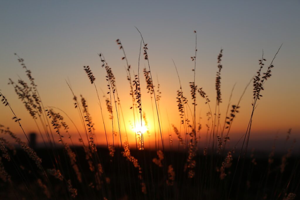 sunset, grass, prairie grass, sundown, switchgrass, panicle, crop, forage, plant, nature, panicum virgatum, sundown, sundown, sundown, sundown, sundown