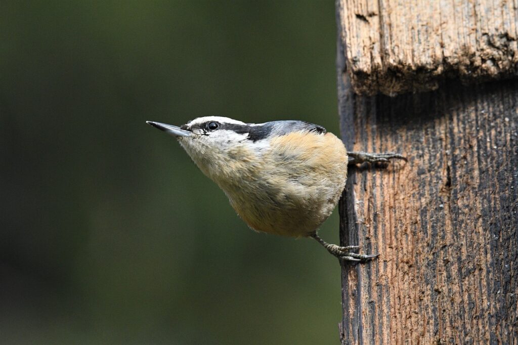 bird, red-breasted nuthatch, wings, nature, wildlife, birdwatching, animals, outdoor, avian, bird, bird, bird, bird, bird, birdwatching